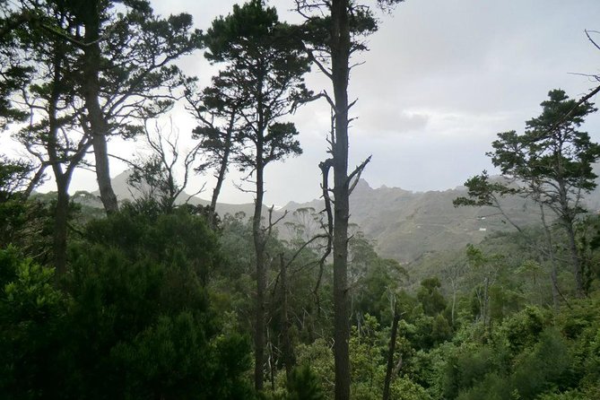 Small Group Guided Hiking in Anaga Rural Park in Tenerife - Anaga Rural Park: Why this easy hike feels special