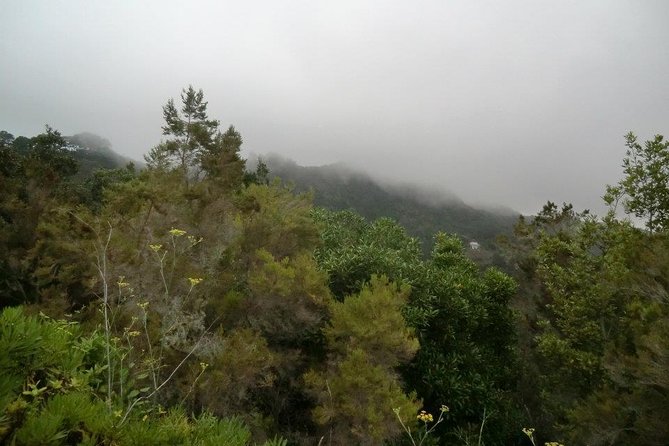 Small Group Guided Hiking in Anaga Rural Park in Tenerife - The shaded trail plan: Low difficulty through native forest