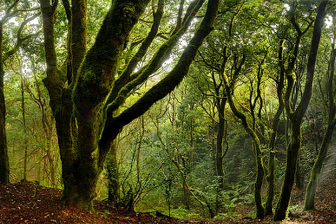 Small Group Guided Hiking in Anaga Rural Park in Tenerife - Transfers from Santa Cruz: Value isn’t just the $67