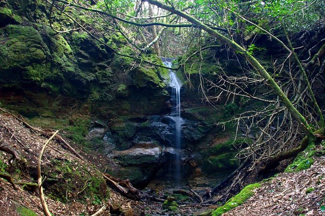 Small Group Guided Hiking in Anaga Rural Park in Tenerife - Where you meet: Cafetería Carmita and a 10:00 start