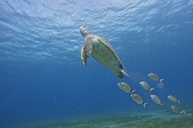 Small Group Snorkeling in Abades Bay with Licensed Guide - Key highlights you’ll care about