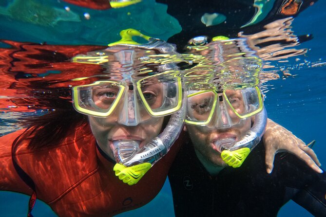 Small Group Snorkeling in Abades Bay with Licensed Guide - Wildlife you might spot: the reef residents of Abades