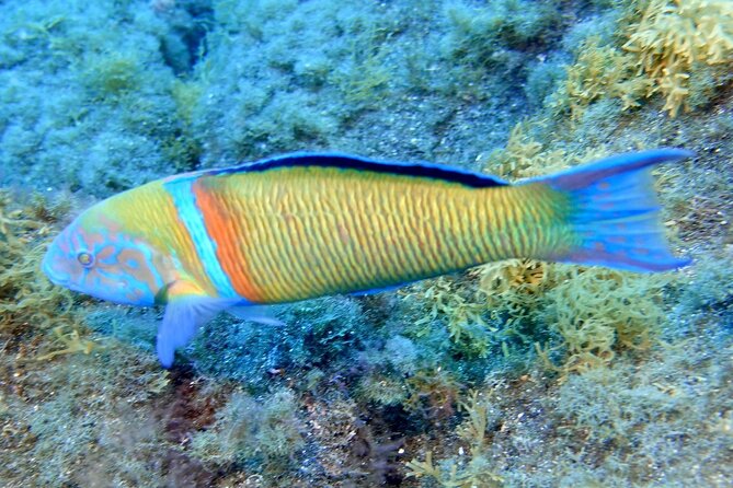 Small Group Snorkeling in Abades Bay with Licensed Guide - Village of Abades: why this location beats the big-tour feel
