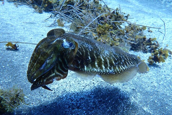 Small Group Snorkeling in Abades Bay with Licensed Guide - Price and value check: is $69.79 worth it?