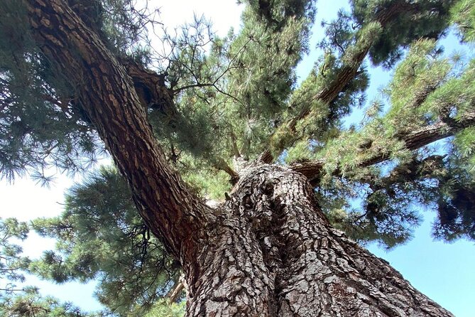 Small Group Teide National Park Volcanic and Forest Wonders - Mirador de Chirche: the westward wrap-up (plus a coffee option)