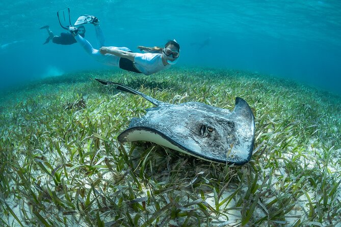 Snorkel Rental 24h, discover Tenerifes Ocean on your own! - Why Radazul Works So Well for Snorkeling