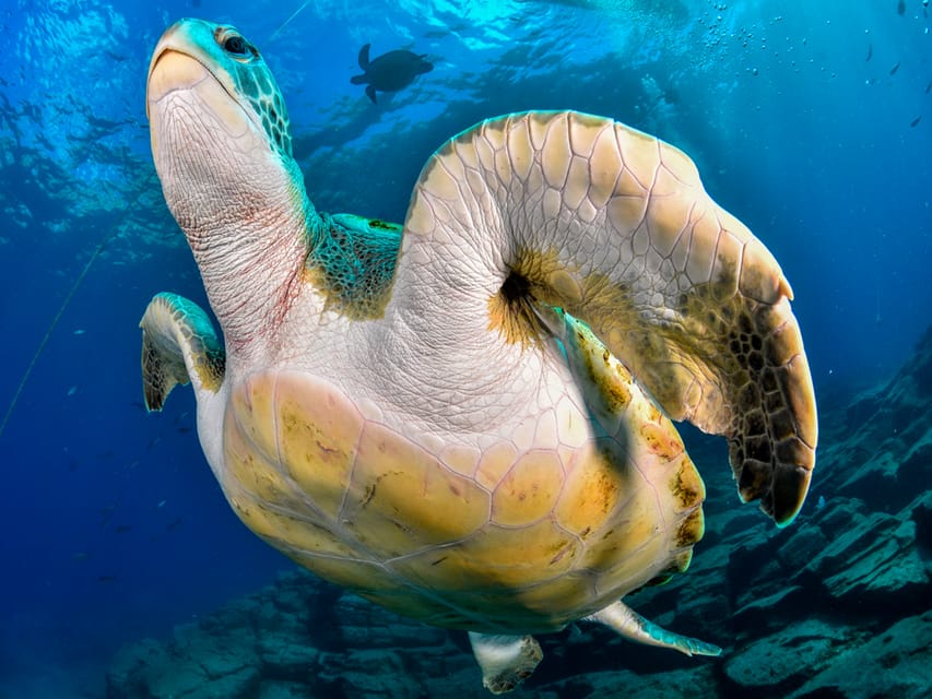 Snorkeling Boat Trip in Marine Turtles Natural Habitat - Price and value: is $57 actually fair?