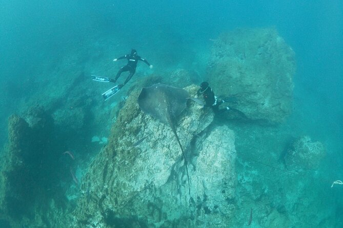 Snorkeling excursion in the Rayas and Turtles Zone - Marina del Sur vs Abades: choosing the departure based on the sea