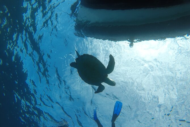 Snorkeling excursion in the Rayas and Turtles Zone - Timing, small group size, and why 1 hour 30 feels right