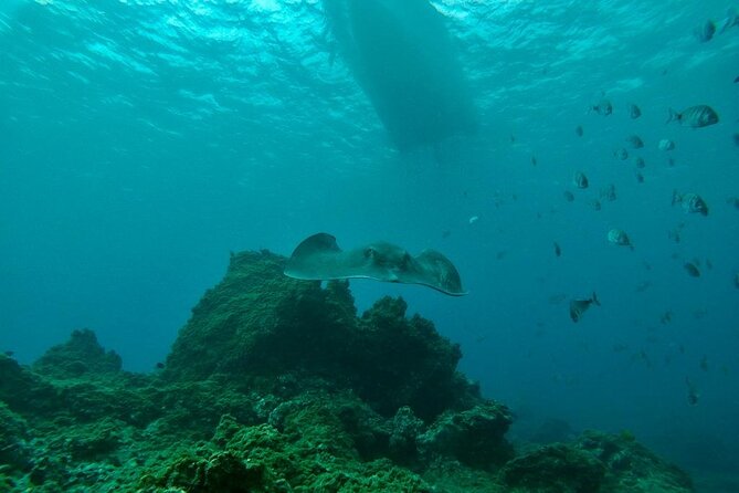 Snorkeling excursion in the Rayas and Turtles Zone - English-friendly and beginner-capable: who this is for