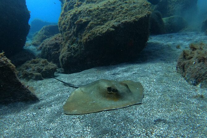 Snorkeling excursion in the Rayas and Turtles Zone - Price and value: what $66.16 buys you on Tenerife