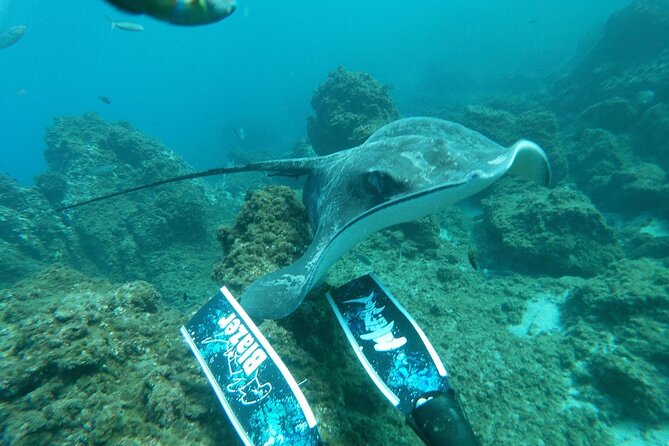 Snorkeling excursion in the Rayas and Turtles Zone - Weather and cancellations: plan smart without stress