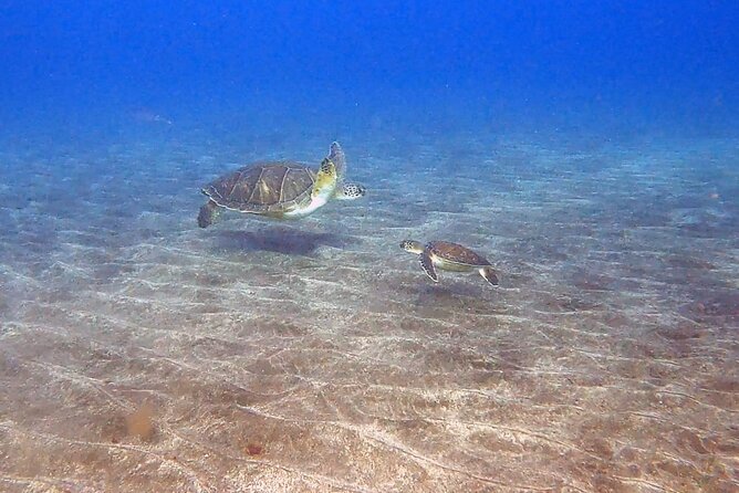 Snorkeling excursion in the Rayas and Turtles Zone - What you might see: turtles, stingrays, and rare angel shark chances