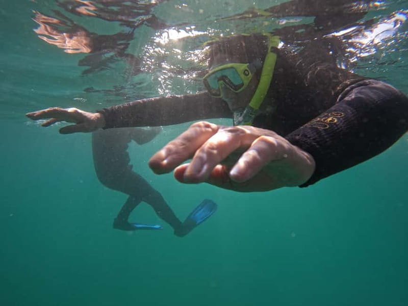 Snorkeling in tenerife south: Discover the underwater world - Key highlights you’ll feel right away