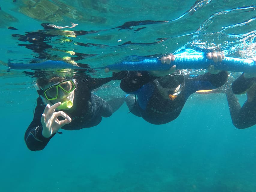 Snorkeling in tenerife south: Discover the underwater world - What you’ll see underwater: reefs, fish schools, and possible big animals