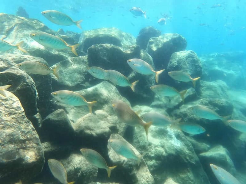 Snorkeling in tenerife south: Discover the underwater world - Meet-up at Hotel GF Isabel, then paperwork with a coffee vibe