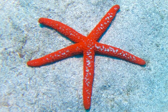 Snorkeling with a Professional Instructor in Tenerife - The 3-hour flow: pickup, a long briefing, and then real water time