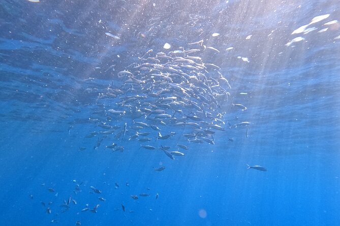 Snorkeling with a Professional Instructor in Tenerife - Francisco and the staff: reassurance and real instruction