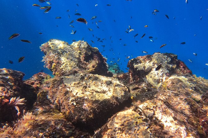 Snorkeling with a Professional Instructor in Tenerife - Timing, group size, and what “moderate fitness” really means