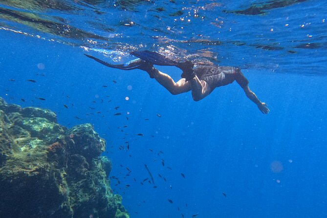 Snorkeling with a Professional Instructor in Tenerife - Where to meet and how pickup works in Tenerife