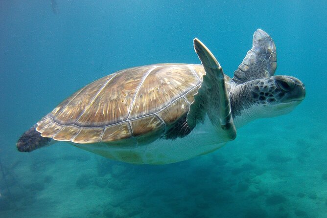 Snorkelling safari in a turtle area - Meeting at Av. de Colón and getting kitted fast
