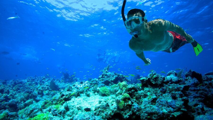 South Tenerife: Guided Snorkeling - South Tenerife shore snorkeling: what the experience really is