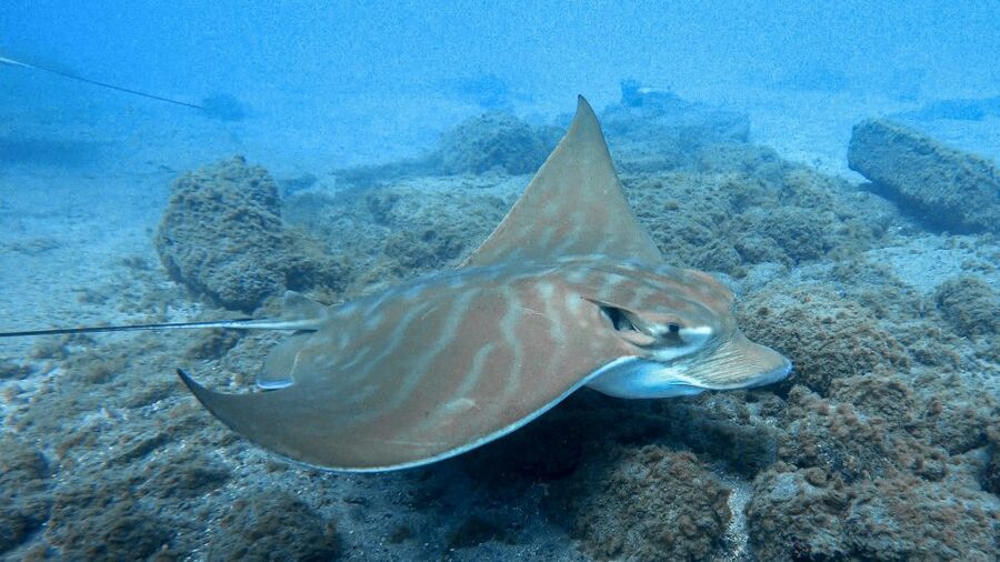 South Tenerife: Guided Snorkeling - Entering the water: beach access plus instructor help