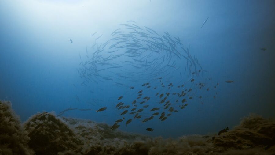South Tenerife: Guided Snorkeling - Should you book South Tenerife Guided Snorkeling?