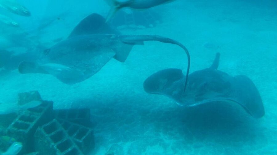 Southern Tenerife: 50-Minute Submarine Dive - The audio guide and guide team: making the short time feel longer