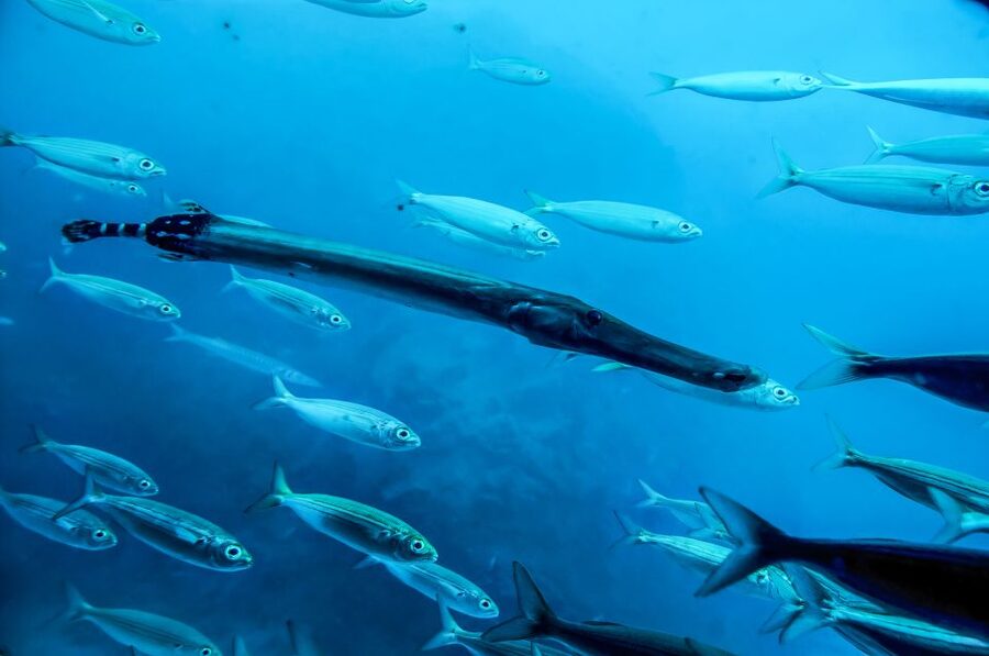 Southern Tenerife: 50-Minute Submarine Dive - Bus transfer in southern Tenerife: included value that actually helps