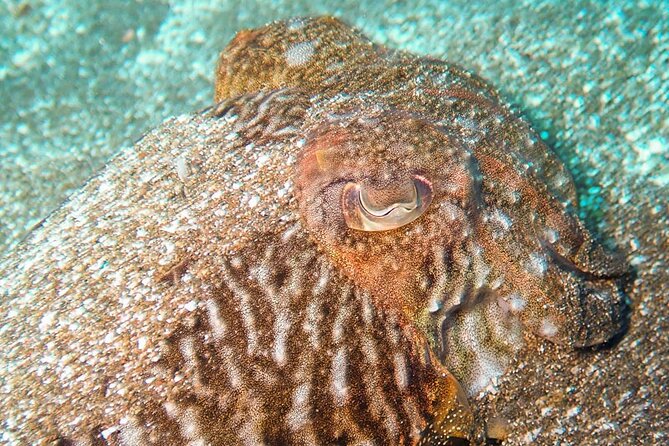 SSI basic diver In Tenerife - 2 Dives - El Médano basics: where you start, how the morning feels