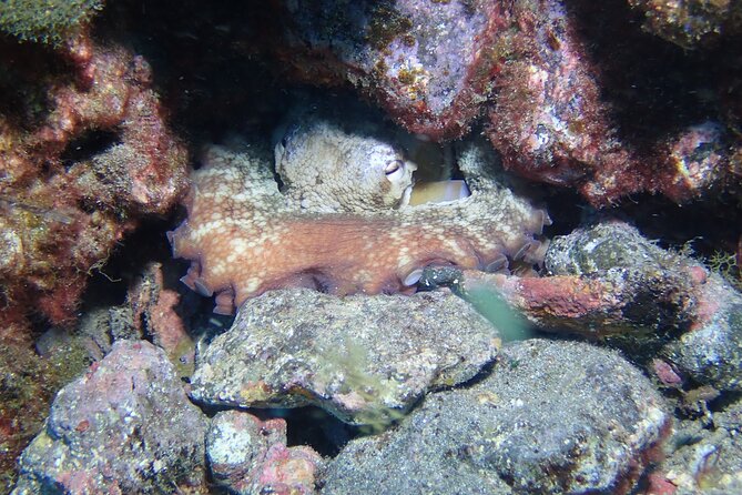 SSI basic diver In Tenerife - 2 Dives - Who this is best for (and who should wait)