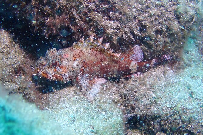 SSI basic diver In Tenerife - 2 Dives - What the course teaches you before you go under