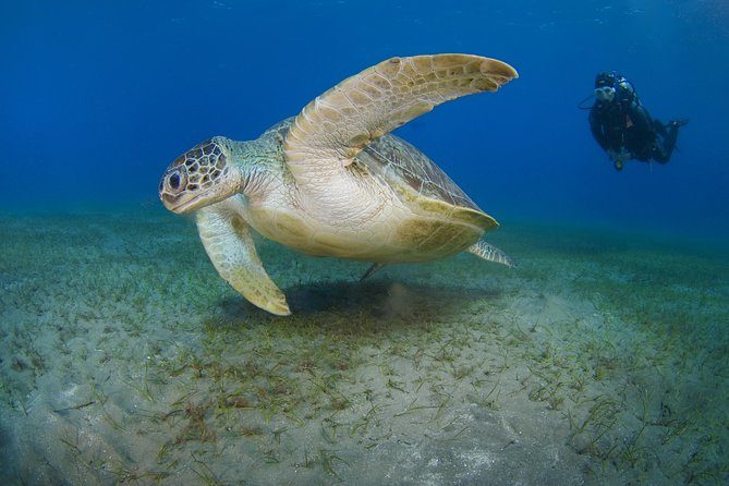 SSI Open Water Diver Course in Tenerife - What Makes This SSI Open Water Course in Tenerife So Popular