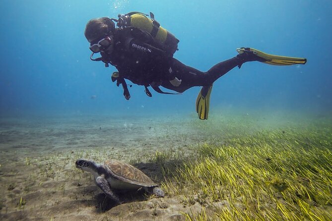 SSI Open Water, South Tenerife - Quick hits before you go