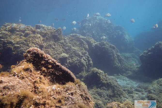 SSI Open Water, South Tenerife - Price, schedule, and how to plan around the 8:30am start