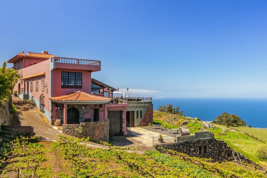 Tacoronte: Guided Winery Tour with Wine and Cheese Tastings - What you’ll learn about Canary wine (and why it matters)
