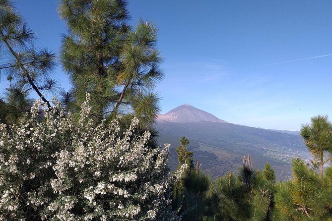 Teide essential Shore Excursion VIP TOUR - Teide VIP Tour: Why This Day Trip Works
