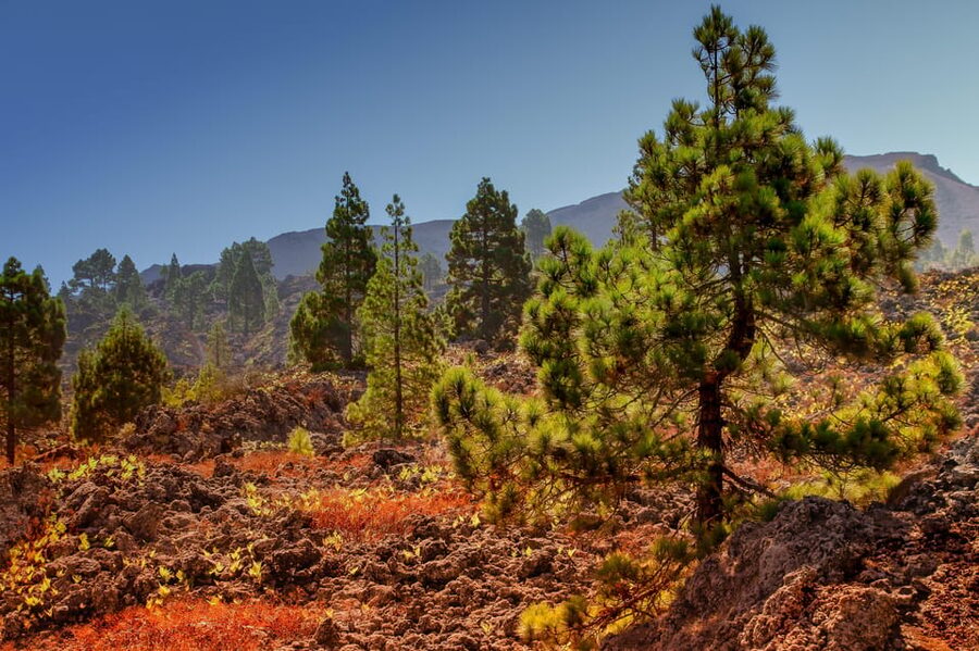 Teide: Guided Sunset & Stargazing Tour by Night with Dinner - The 9-Hour Flow: Hotel Pickup to Drop-Off Without Chaos