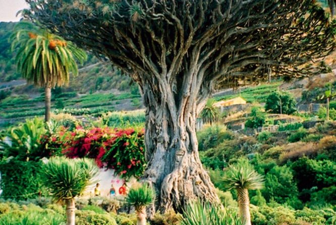 Teide-Icod-Garachico-Masca (Most popular bus tour in Tenerife) - Pickup in Puerto de la Cruz: how to not lose time on day one