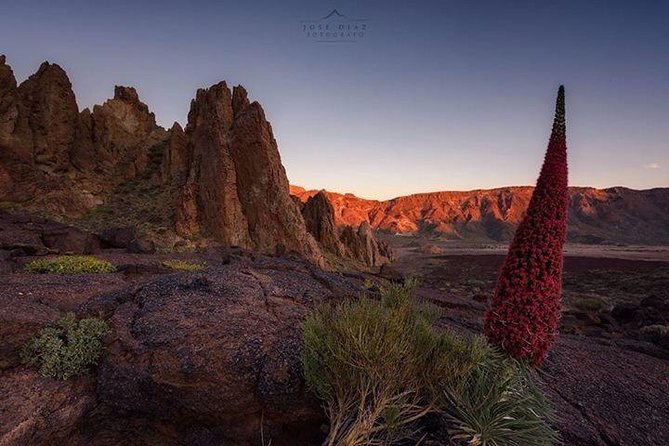 Teide-Icod-Garachico-Masca (Most popular bus tour in Tenerife) - The rhythm of the day: what “30 minutes each” really feels like