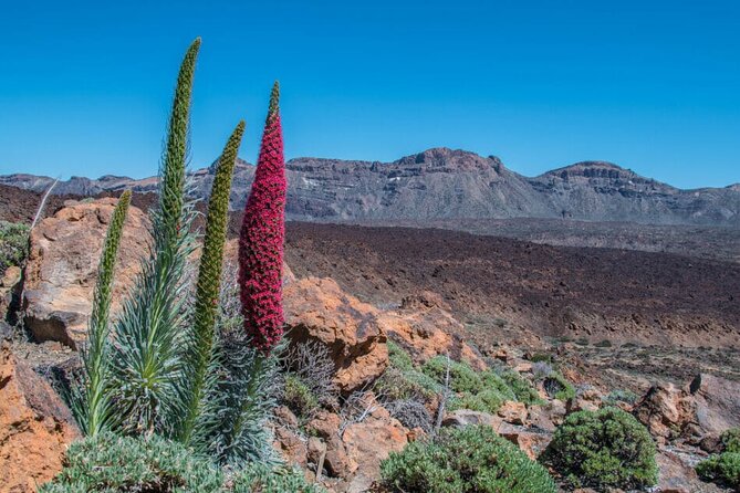 Teide National Park Full Experience with Professional Guide - Meeting in Los Cristianos and getting rolling