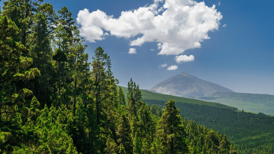 Teide National Park: Landscapes and Viewpoints Private Tour - Logistics that can make or break the day