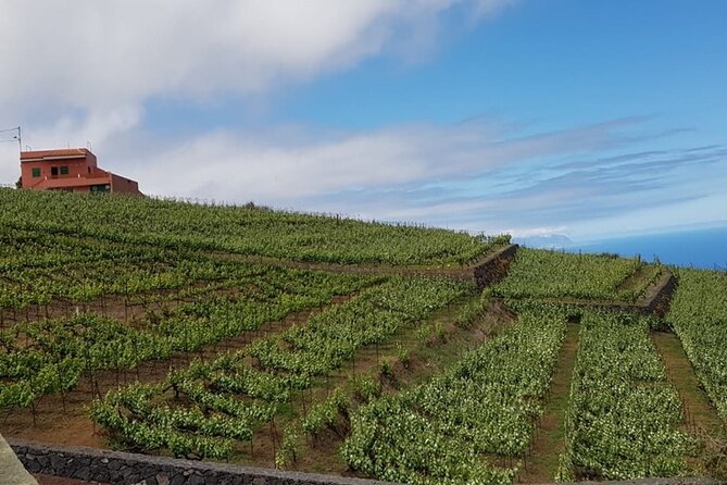 Teide National Park with visit to wineries in Tenerife - Bodegas Monje: guided winery tour plus 3 wines and 3 appetizers