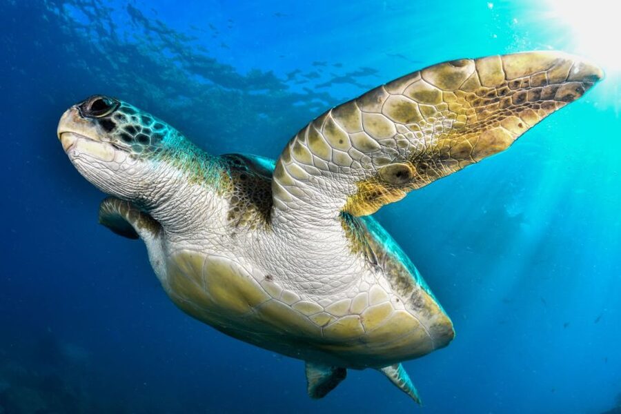 Tenerife: 2-Dive Private Scuba Discovery Course - Private Instruction in Action: Why Amara, Elena, and Gabi Matter