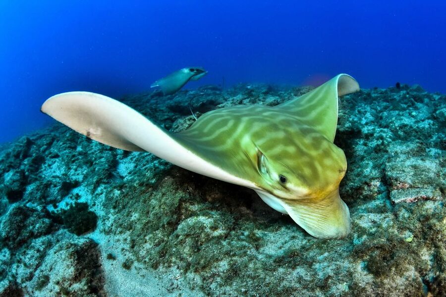 Tenerife: 2-Dive Private Scuba Discovery Course - Price and Value: Is $147 Worth It for Two Sessions and Certification?
