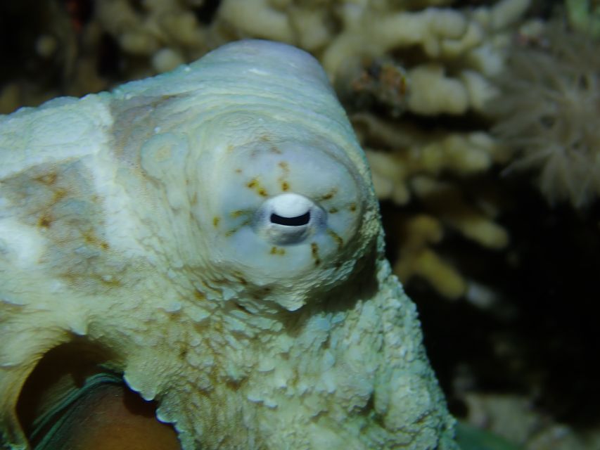 Tenerife: 2-Dive Private Scuba Discovery Course - Getting Your Equipment Right: The Pre-Water Training That Boosts Confidence