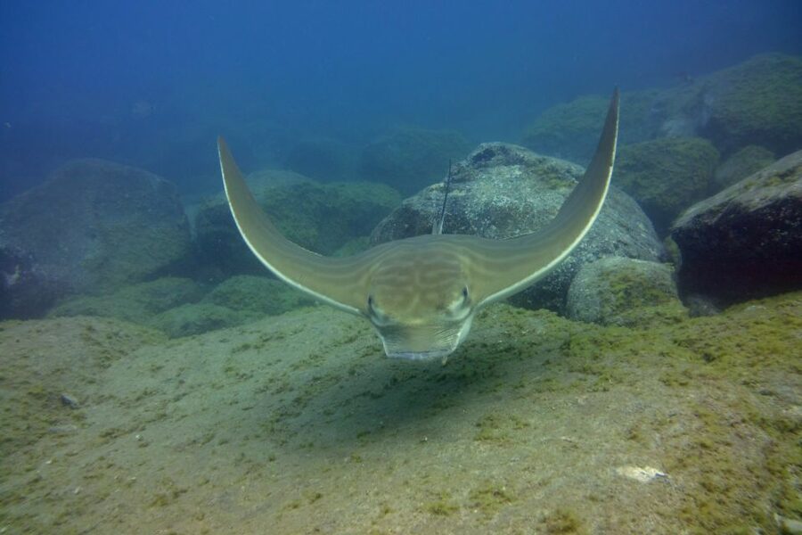 Tenerife: 2 Diving Sessions for Certified Divers - Who should book this Tenerife underwater day?
