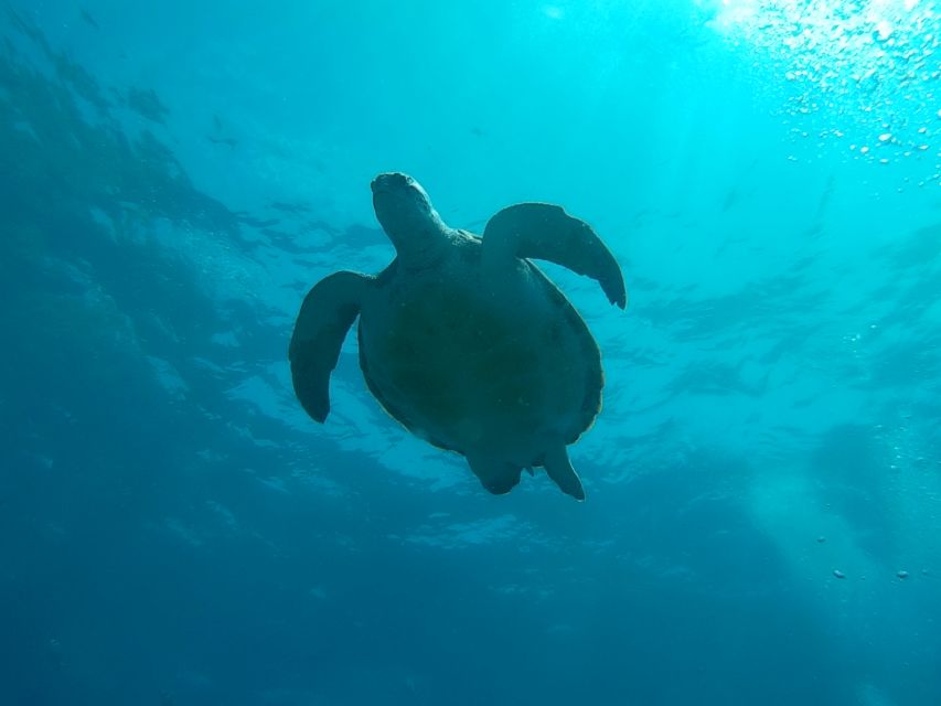 Tenerife: 2 Diving Sessions for Certified Divers - Second underwater session: why the day feels complete