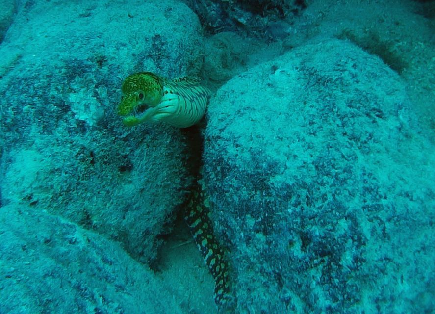 Tenerife: 2 Diving Sessions for Certified Divers - Volcanic rock + marine life: what makes Tenerife special here